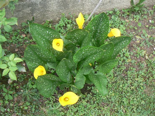 Calla jaune - Arum jaune - Zantedeschia elliottiana - Kriss Nature
