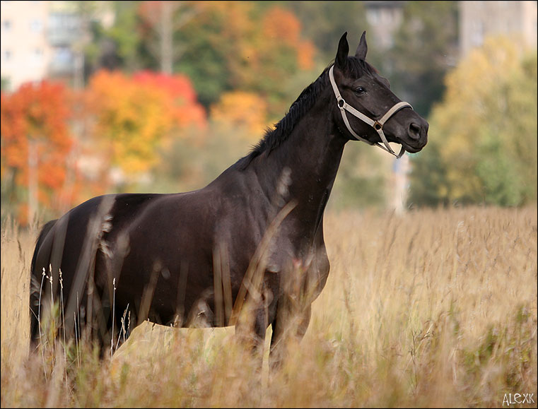 У чистокровной верховой лошади шея тонкая длинная. Тракененская лошадь. Тракененская порода лошадей. Тракененская порода лошадей Вороная. Арабо Тракененская лошадь.