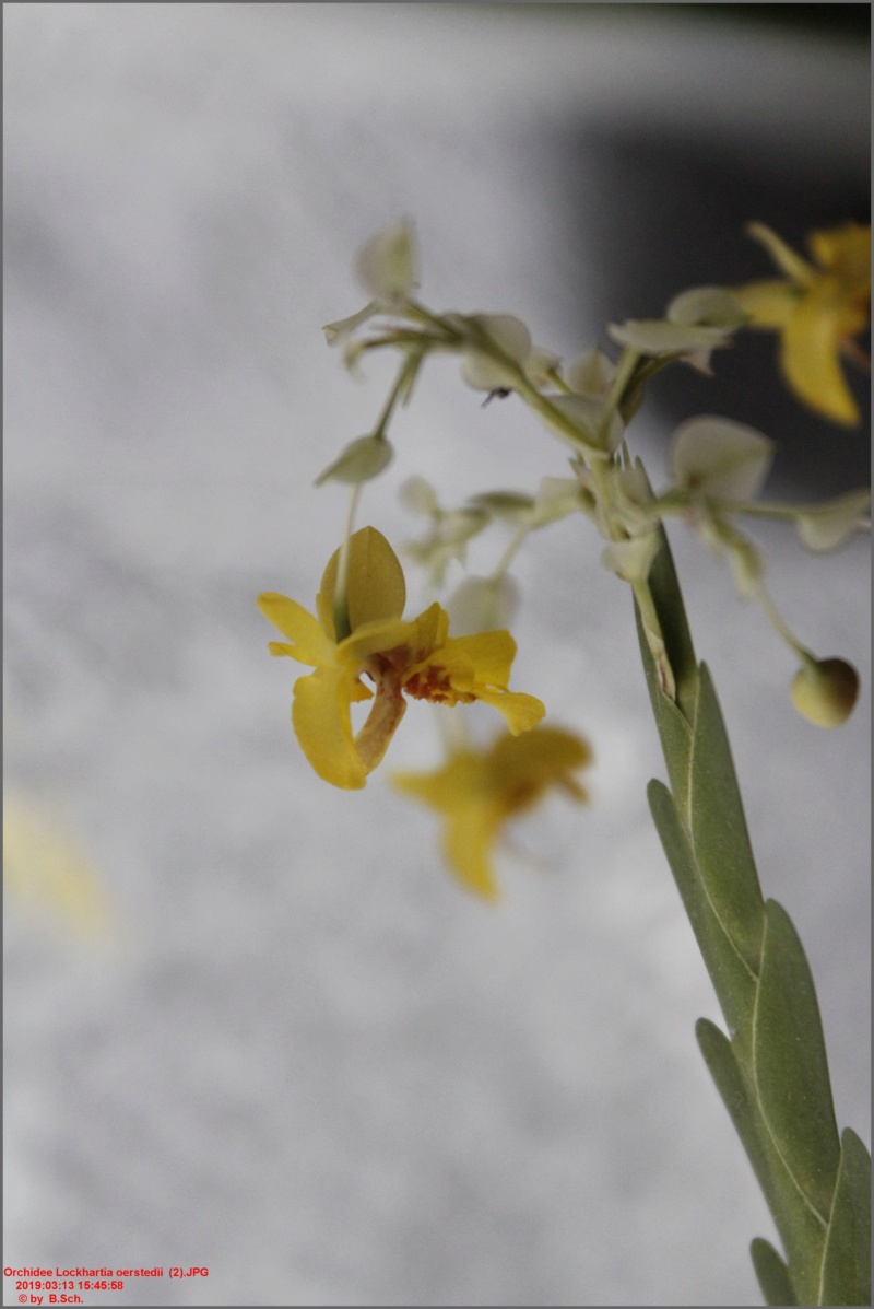 orchid61.jpg