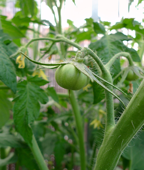 tomate15.jpg