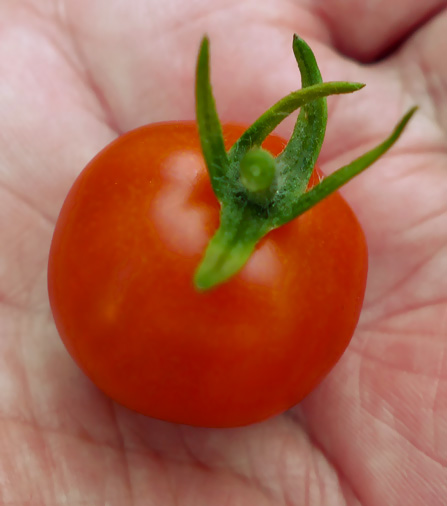 tomate29.jpg